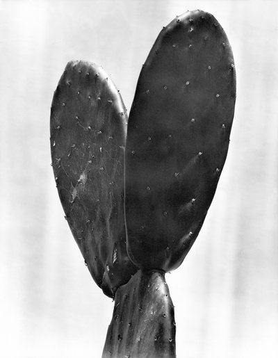 Cactus, Mexico City by Tina Modotti